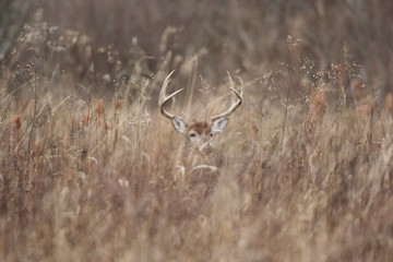 Hidden Buck