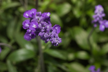 blue lavender flowers Blooming 

