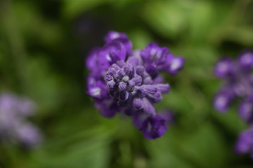 blue lavender flowers Blooming 
