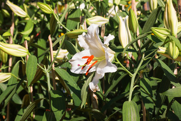 Obraz premium flowers white lilies bloom among green leaves 