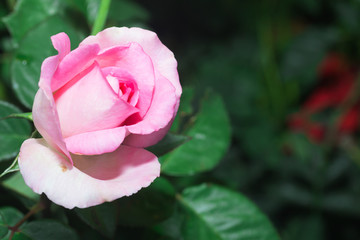 purple rose flower in Thailand garden
