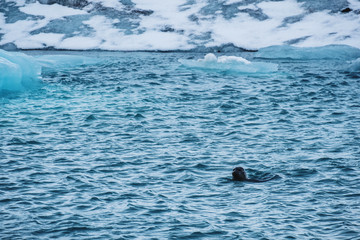 Seal swimming ocean in winter