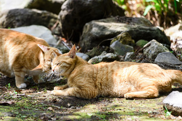 Fototapeta premium 頬ずりする仲良し猫 のらネコ