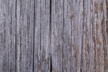 Old gray Board covered with fungus and moss