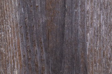 Old gray Board covered with fungus and moss