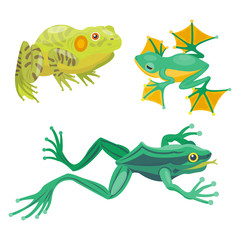Frog cartoon tropical animal cartoon nature icon funny and isolated mascot character wild funny forest toad amphibian vector illustration.
