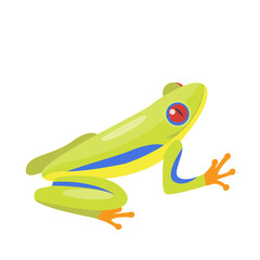 Frog cartoon tropical green animal cartoon nature icon funny and isolated mascot character wild funny forest toad amphibian vector illustration.