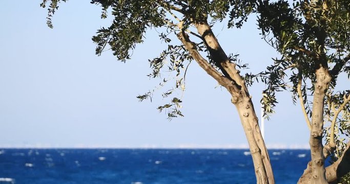 Olive tree branches by the sea on the background