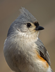 Tufted titmouse side profile closeup