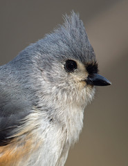 Tufted titmouse closeup with head turned