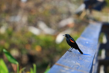 Bird