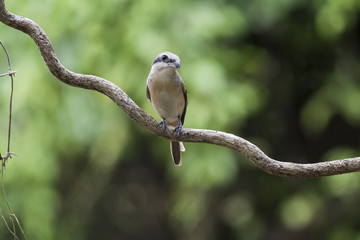 Shrikes