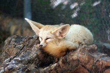 Fox fenec