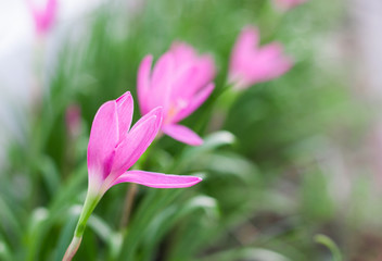 Fototapeta premium Pink flower in the small inPink flower in the garden background blur the garden