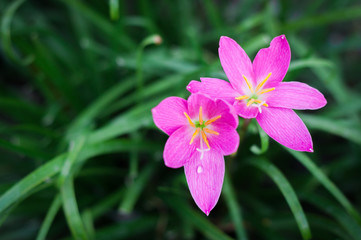 Pink flower in the small in the garden