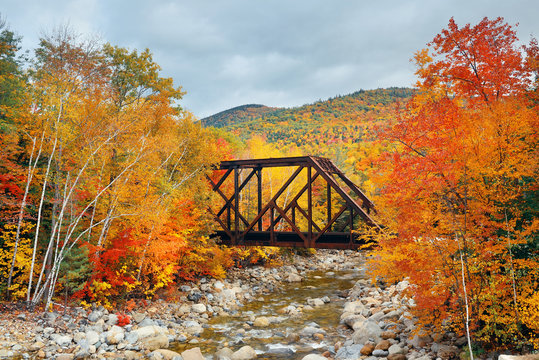 Railway bridge in woods - Powered by Adobe