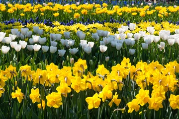 Foto op Plexiglas The Keukenhof, Dutch Public Spring Flowers Garden, Lisse, Zuid Holland, NLD © Laurens