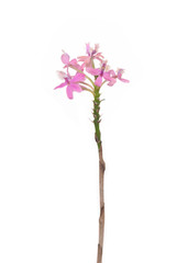 Branch of blossoming tree with pink flowers on white background