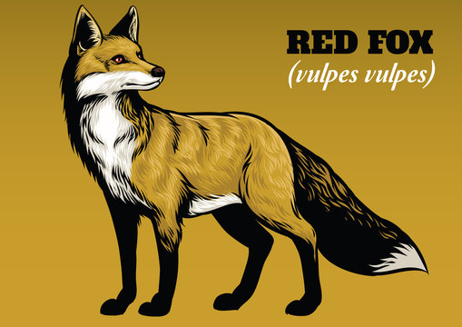Hand drawing of fox