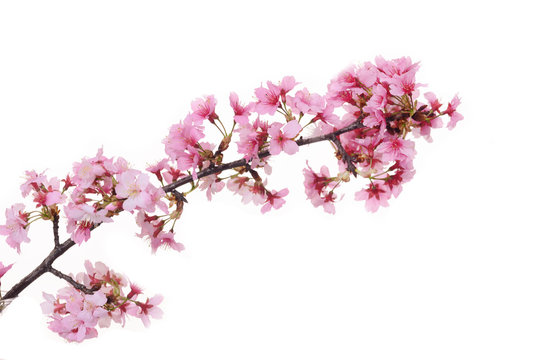  Pink cherry blossom sakura on white background