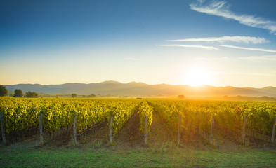 Fototapeta na wymiar Bolgheri and Castagneto vineyards sunrise backlight. Maremma Tuscany, Italy