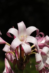 Pink Lilly