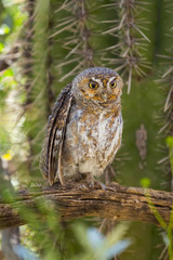 Elf Owl