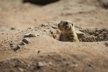 Black-tailed Prairie Dog
