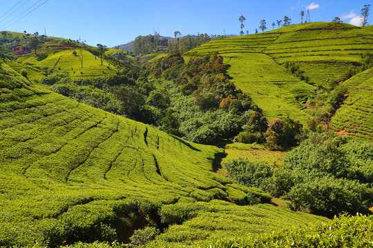 tea plantation landscape in Sri Lanka