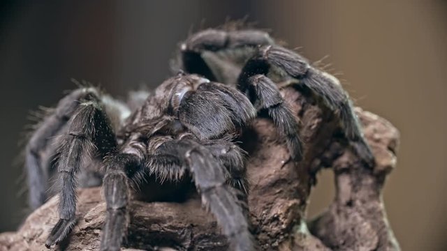 Macro of tarantula spider sitting on wooden snag and moving its hairy legs
