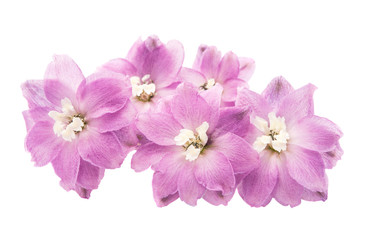 violet delphinium flower