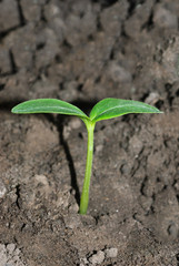 Small plant of cucumber macro