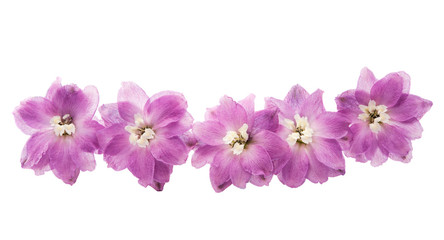 Fototapeta na wymiar violet delphinium flower
