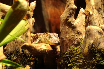 Fototapeta premium Alligator sun bathing