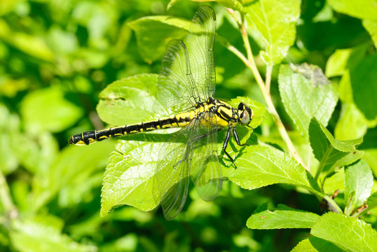 Ophiogomphus cecilia. Dragonfly on the green leaves background