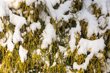 Bright Green Plant Covered In Fresh Snow