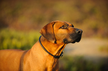 Rhodesian Ridgeback dog portrait against natural background