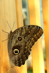 Owl eyed Butterfly