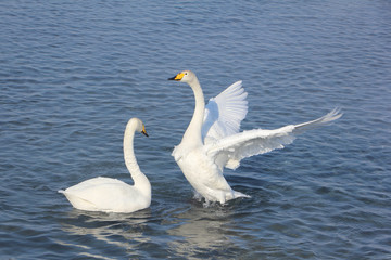 Fototapeta na wymiar Whooper swans swimming in the lake, Altai, Russia