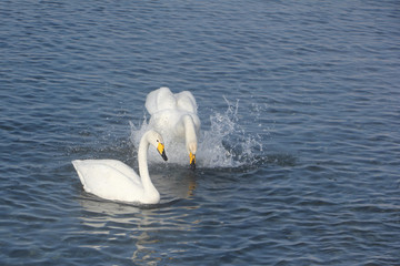 Whooper swans swimming in the lake, Altai, Russia