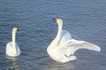 Obraz premium Whooper swans swimming in the lake, Altai, Russia