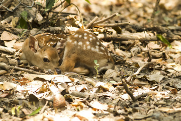 Young deer