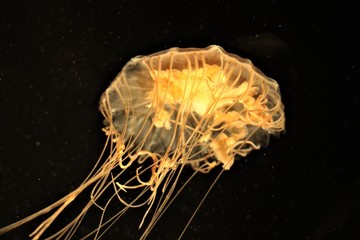 Jellyfish fire