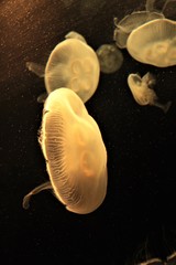 Jellyfish