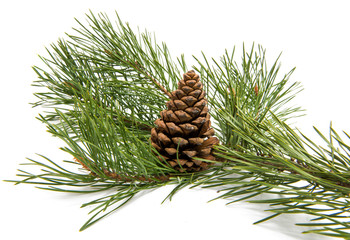 Sprig of pine with cones isolated