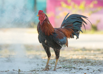 The rooster stands on the ground