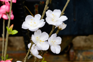 Naklejka na ściany i meble white plum blossom