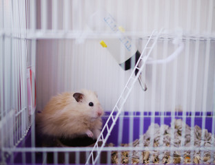 A hamster in a cage. Hamster eats with his hands, looking out of the cell.