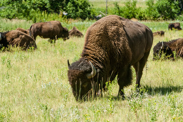 Bison in Custer SP, Black Hills, SD