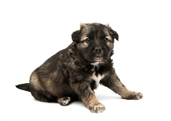 Puppy isolated
